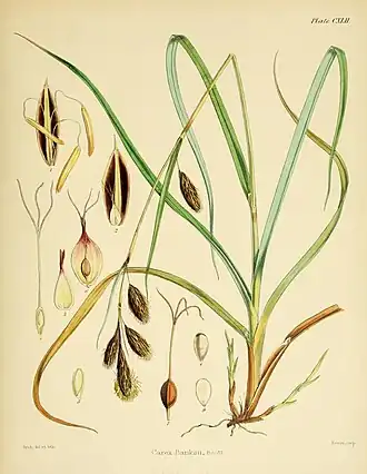 Description de l'image Flora Antarctica Plate CXLII.jpg.