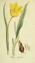 Tulipe