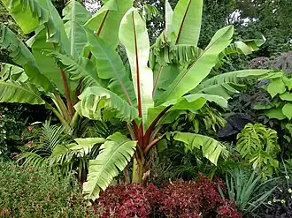 Ensät (Ensete ventricosum).