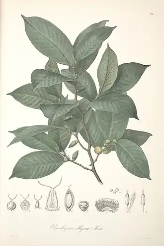 Description de l'image Florae Columbiae (Plate CIX) (8204865693).jpg.