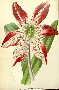 Amaryllis pardina Dombrain