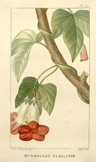 Description de l'image Flore médicale des Antilles, ou, Traité des plantes usuelles (Pl. 137) (8201987305).jpg.