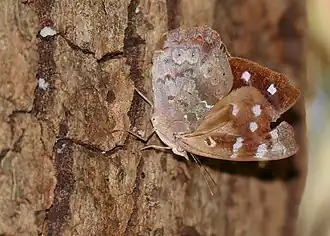 Description de l'image Florida Purplewing (Eunica tatila) (27713311234).jpg.