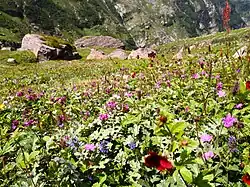 Parc national de Pin Valley.