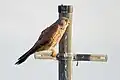Un vieux poteau métallique sur la clôture comme perchoir pour une faucon crécerelle.
