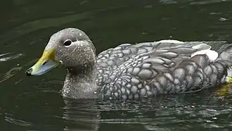 Brassemer de Patagonie (Tachyeres patachonicus)