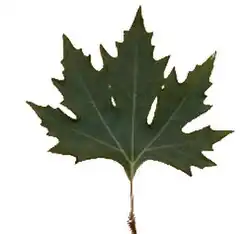 Feuille de Platanus orientalis.