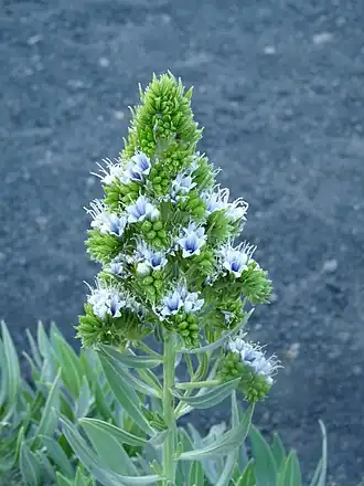Description de cette image, également commentée ci-après