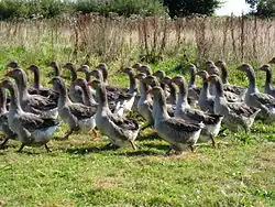 Troupeau d'oies de Toulouse