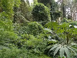 Foisonnement végétal du jardin jungle en Normandie