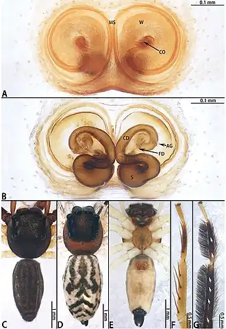 Description de l'image Foliabitus weihangi (10.3897-zookeys.952.51849) Figure 8.jpg.
