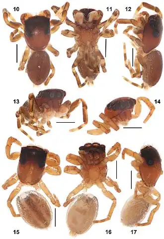 Description de l'image Foordus stefani (10.3897-afrinvertebr.65.137760) Figures 10–17.jpg.