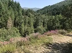 Forêt autour de Saint-Melany.