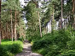 Pins sylvestres et fougères sont omniprésents dans le secteur central de la forêt domaniale. Ici, le GR 1 près du carrefour du Sycomore.
