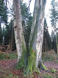 Les frères ennemis.