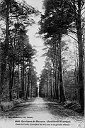 Forêt de Rennes ː la grande avenue près du carrefour de la Lune au début du XXe&nbsp;siècle (carte postale).
