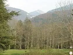 Vue de la forêt de Saou depuis l'un des parkings, à 300 m de l'auberge des Dauphins.