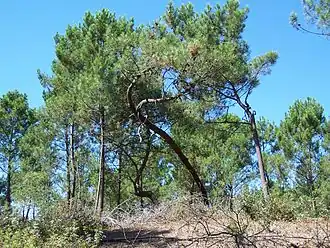 Image illustrative de l’article Forêt domaniale de la Coubre