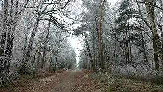 Image illustrative de l’article Forêt domaniale de Liffré