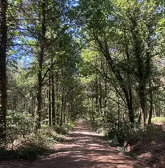 Image illustrative de l’article Forêt de Longuenée