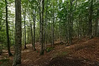 Image illustrative de l’article Forêt domaniale de l'Assise