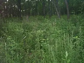 Image illustrative de l’article Sikhote-Aline