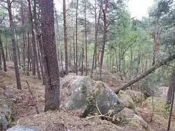 forêt des 3 pignons