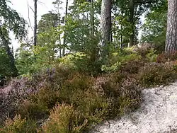 Fougère et bruyère.