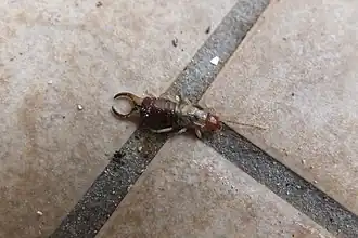 Description de l'image Forficula decipiens male.jpg.