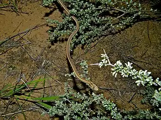 Description de l'image Fork-marked Sand Snake (Psammophis leightoni trinasalis) (7027190353).jpg.