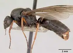 Vue de profil d'un mâle