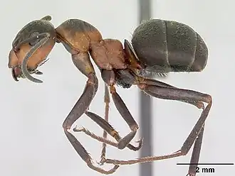 Description de l'image Formica lugubris casent0173155 profile 1.jpg.