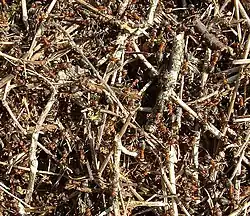 Ouvrières dans leur fourmilière