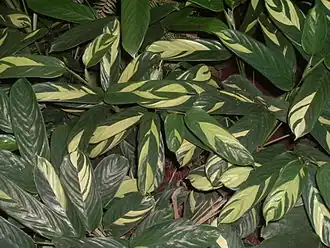 Description de l'image Forraçao2.jpg.