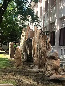 Bois pétrifié devant le département de géologie