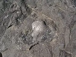 Fossile dans la pierre bleue de la carrière du Clypot.