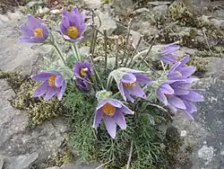 Anémone pulsatille.