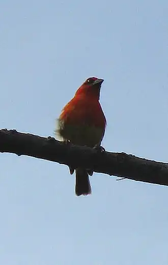 Description de l'image Foudia aldabrana.jpg.