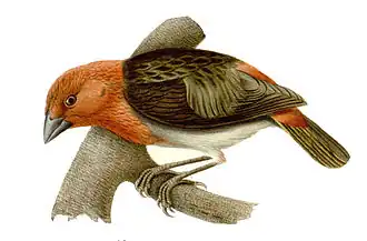 Description de l'image Foudia eminentissima.jpg.