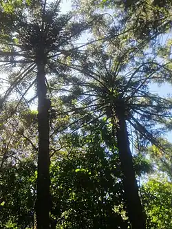 Fougère arborescente-Montagne d'Ambre-Madagascar.