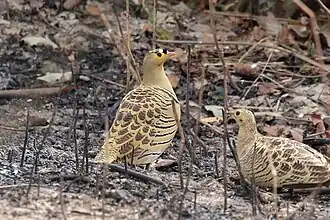 Pterocles quadricinctus (Pteroclidiformes).