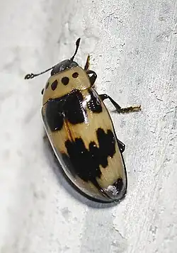 Ischyrus quadripunctatus