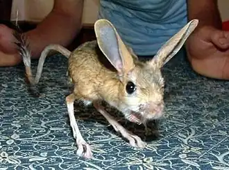 Description de l'image Four-toes-jerboa.jpg.