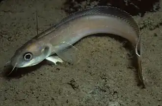 Enchelyopus cimbrius