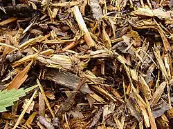 Détail du dôme d’une fourmilière de fourmis rousses des bois, Saint-Amand (nord de la France).