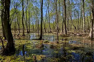 Forêt tempérée humide à proximité d'une zone de tourbière dans la réserve naturelle de Kaltenhofer Moor dans le Schleswig-Holstein. Mai 2018.