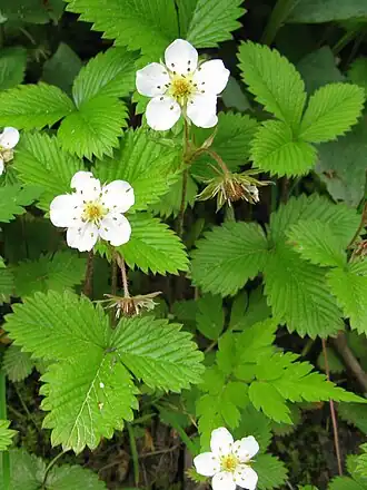 Photo couleur de fleurs blanches sur fond de feuilles dentelées vertes.