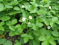 Floraison du Fraisier des bois (Fragaria vesca)