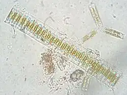 Fragilaria sp.