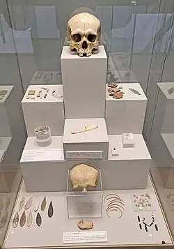 Photo des différents artefacts présentés derrière une vitrine.